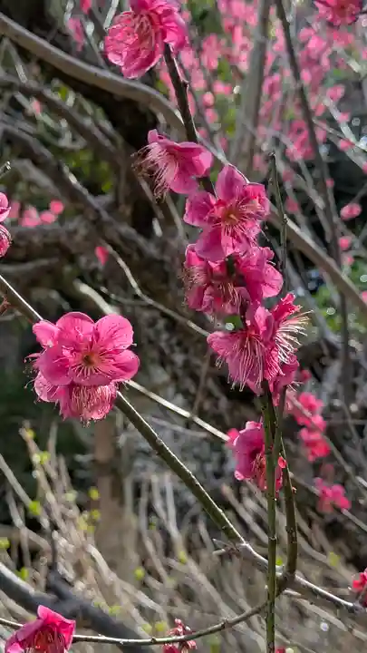 智積院(京都府)