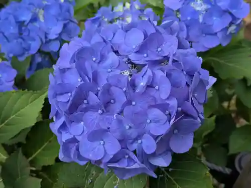 本土寺(千葉県)