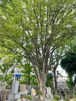 泉龍寺(東京都)