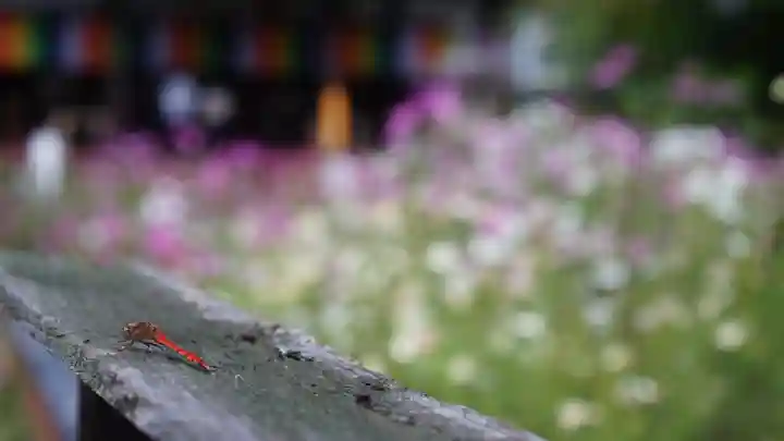 般若寺 ❁コスモス寺❁(奈良県)