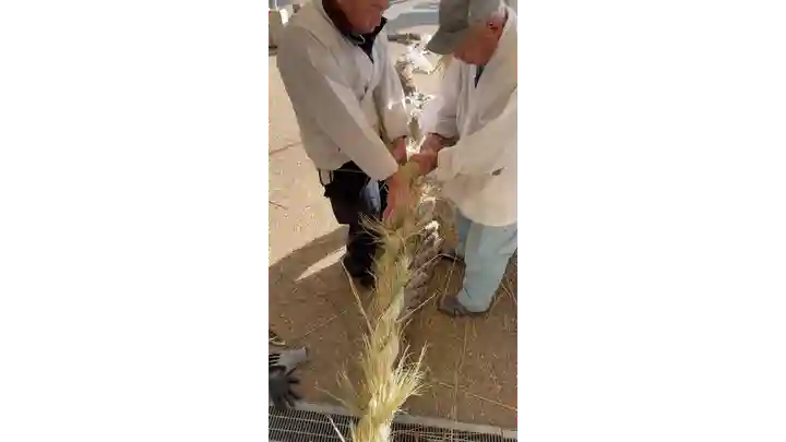 泉殿宮(大阪府)