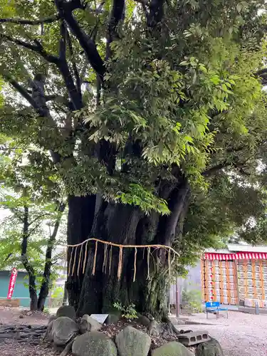 東海市熊野神社の庭園