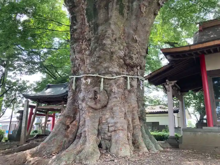 下妻神社(茨城県)