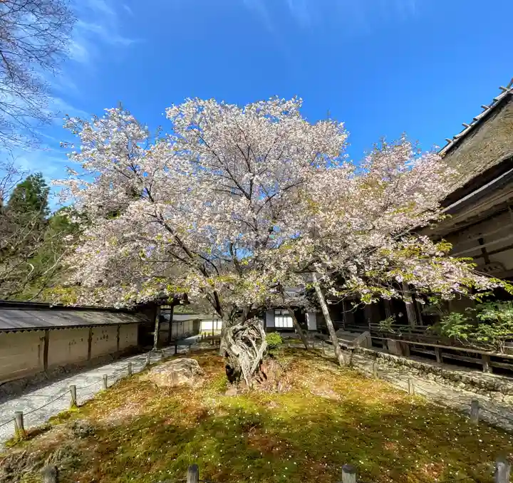 常照皇寺の自然