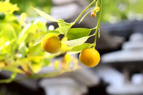 三津厳島神社の自然