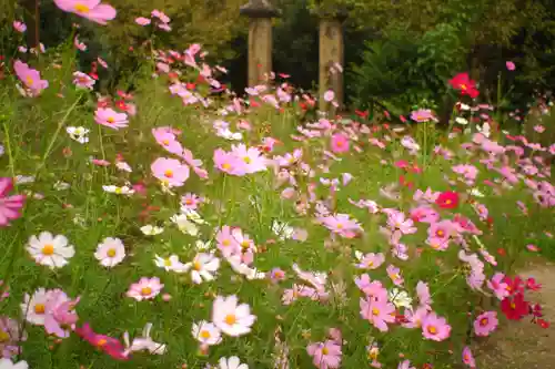 般若寺 ❁﻿コスモス寺❁(奈良県)