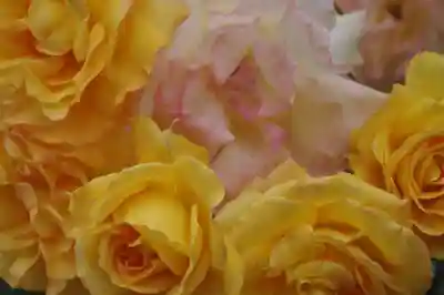 武州与野天祖神社(埼玉県)