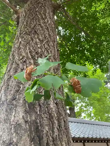 小野神社の自然