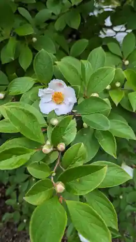 海印寺寂照院の自然