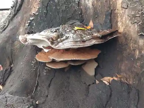 森野住吉神社(東京都)