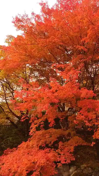 古峯神社の自然