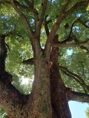 有松天満社(愛知県)
