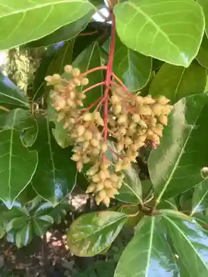 築地神社の自然