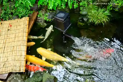 吉原弁財天本宮（吉原神社奥宮）の動物