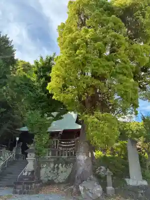 素鵞神社の{uncategorized: "未分類", other: "その他", undefined: "問題あり", building: "その他建物", grave: "お墓", sacred_gate: "鳥居", guardian: "狛犬", statue: "像", buddha: "仏像", history: "歴史", nature: "自然", garden: "庭園", animal: "動物", pagoda: "塔", temizu: "手水舎", mountain_gate: "山門・神門", sanctuary: "本殿・本堂", subordinate: "末社・摂社", art: "芸術", scenery: "景色", jizo: "地蔵", ema: "絵馬", goshuin: "御朱印", omikuji: "おみくじ", items: "授与品その他", amulet: "お守り", goshuincho: "御朱印帳", eats: "食事", festival: "お祭り", votive_dance: "神楽", shichigosan: "七五三参", wedding: "結婚式", experience: "体験その他", initially: "初詣", around: "周辺", anti_infection: "感染症対策"}