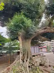 埴生神社の自然