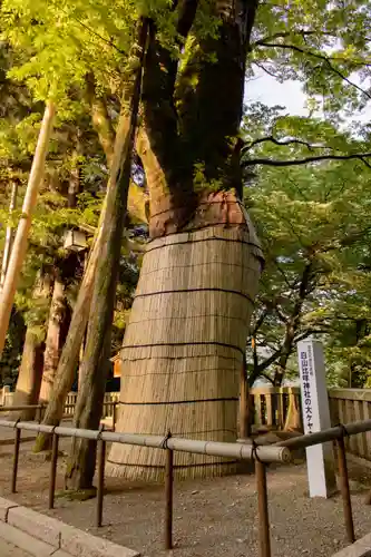 白山比咩神社の自然