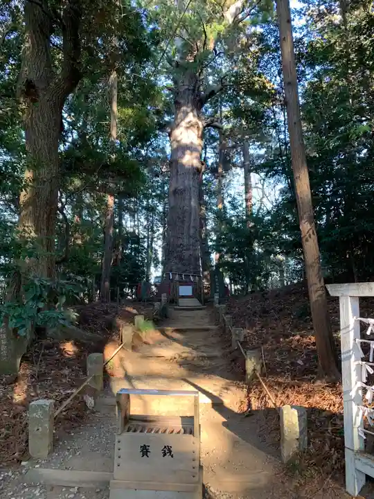 麻賀多神社(千葉県)