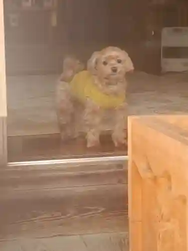 千代ケ岡八幡宮の動物