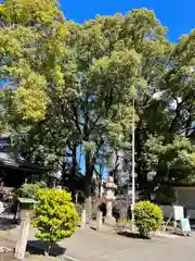 若宮八幡社の自然