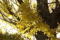 法話と天井絵の寺　観音寺の自然