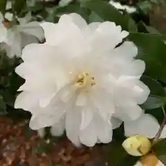 豊景神社の自然