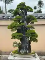 芳春院(京都府)