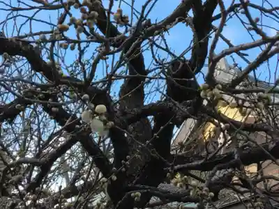湯島天満宮(東京都)