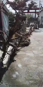 大鏑神社の自然(2020年03月07日(土) 11時10分24秒投稿)