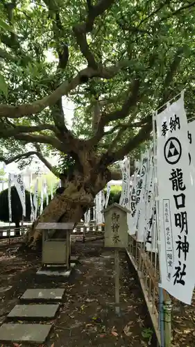龍口明神社の自然
