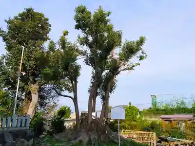 軻愚突知社(秋葉社)の自然