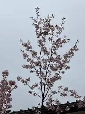 豊国神社の自然