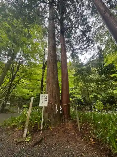 大矢田神社(岐阜県)