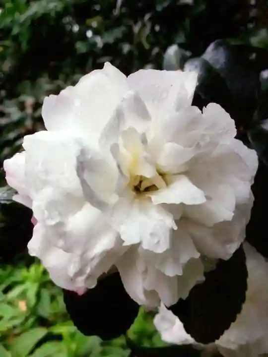 阿佐ヶ谷神明宮(東京都)