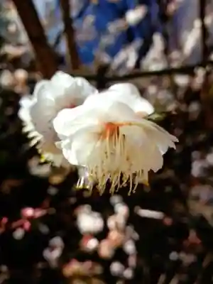 成子天神社(東京都)