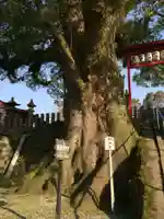 松橋神社(熊本県)