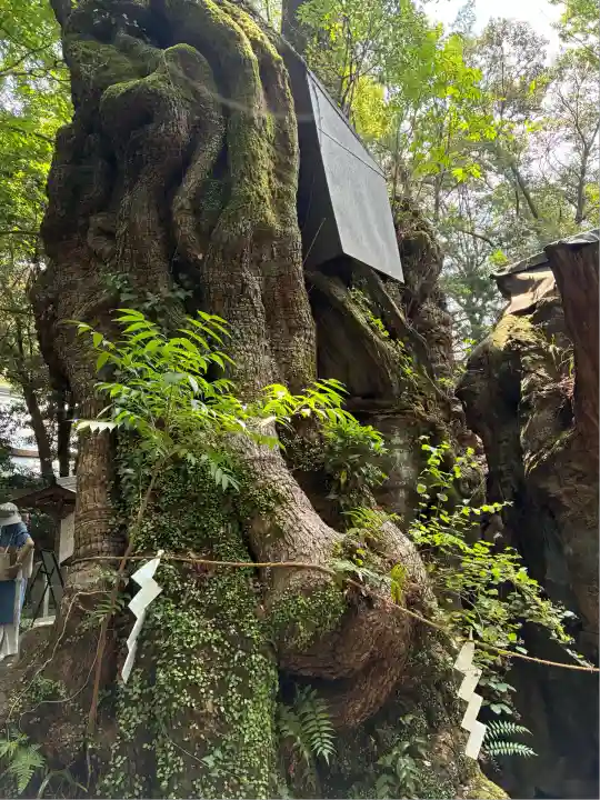 來宮神社(静岡県)