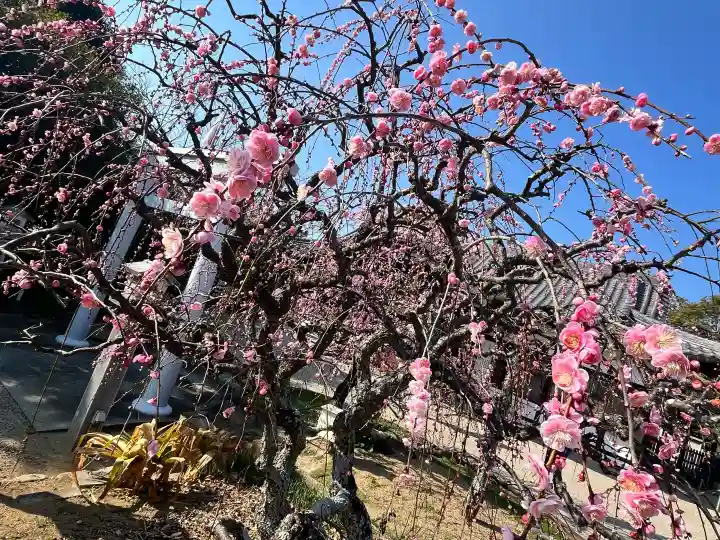 比佐豆知神社の{uncategorized: "未分類", other: "その他", undefined: "問題あり", building: "その他建物", grave: "お墓", sacred_gate: "鳥居", guardian: "狛犬", statue: "像", buddha: "仏像", history: "歴史", nature: "自然", garden: "庭園", animal: "動物", pagoda: "塔", temizu: "手水舎", mountain_gate: "山門・神門", sanctuary: "本殿・本堂", subordinate: "末社・摂社", art: "芸術", scenery: "景色", jizo: "地蔵", ema: "絵馬", goshuin: "御朱印", omikuji: "おみくじ", items: "授与品その他", amulet: "お守り", goshuincho: "御朱印帳", eats: "食事", festival: "お祭り", votive_dance: "神楽", shichigosan: "七五三参", wedding: "結婚式", experience: "体験その他", initially: "初詣", around: "周辺", anti_infection: "感染症対策"}