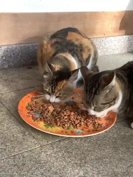 玉野御嶽神社の動物