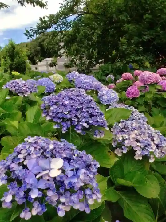 妙法寺(東京都)