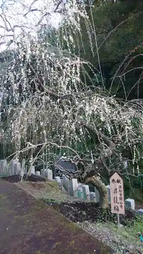 大縣神社の庭園