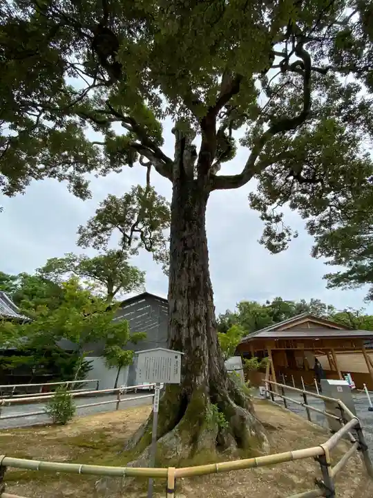 鹿苑寺(金閣寺)の自然
