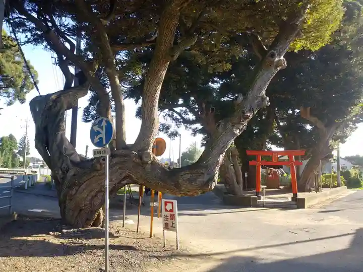 道路衢神の自然