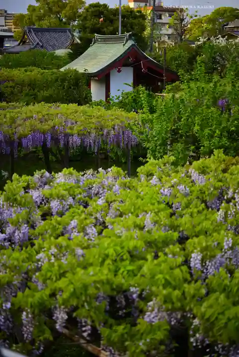 亀戸天神社(東京都)