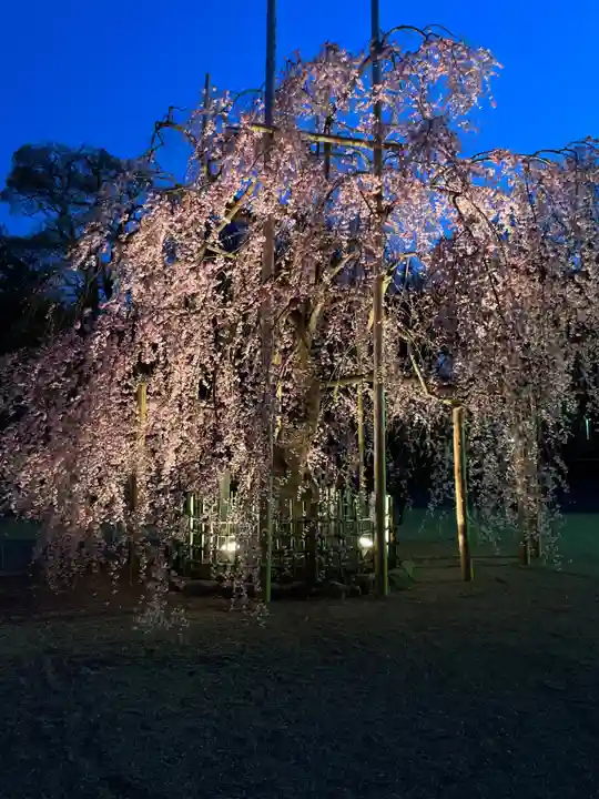 大國魂神社の自然