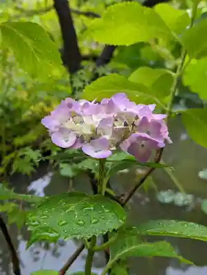 法金剛院(京都府)