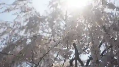 足羽神社の自然