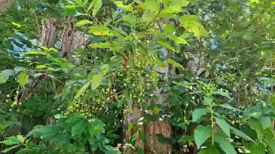 戸隠神社火之御子社(長野県)