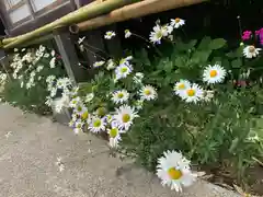 鷺宮八幡神社の自然