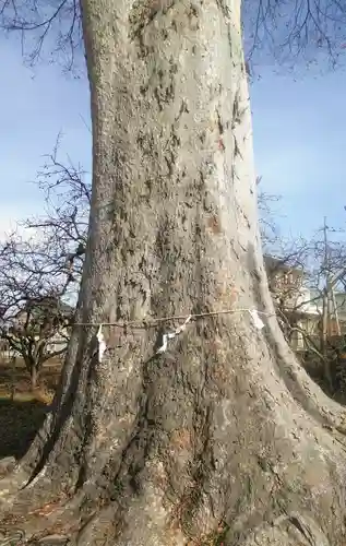 神明神社の自然